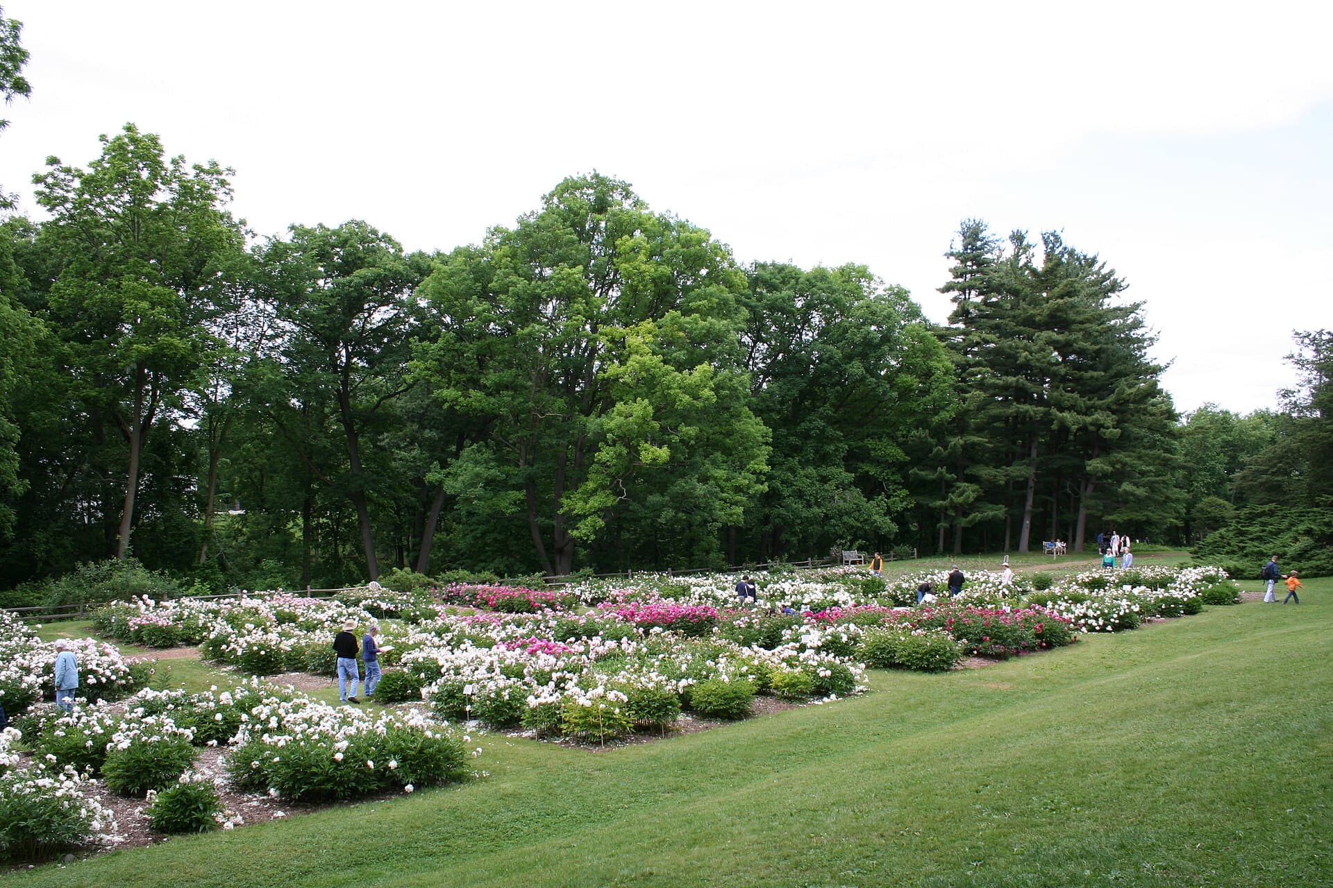 Peony Garden, Nichols Arboretum