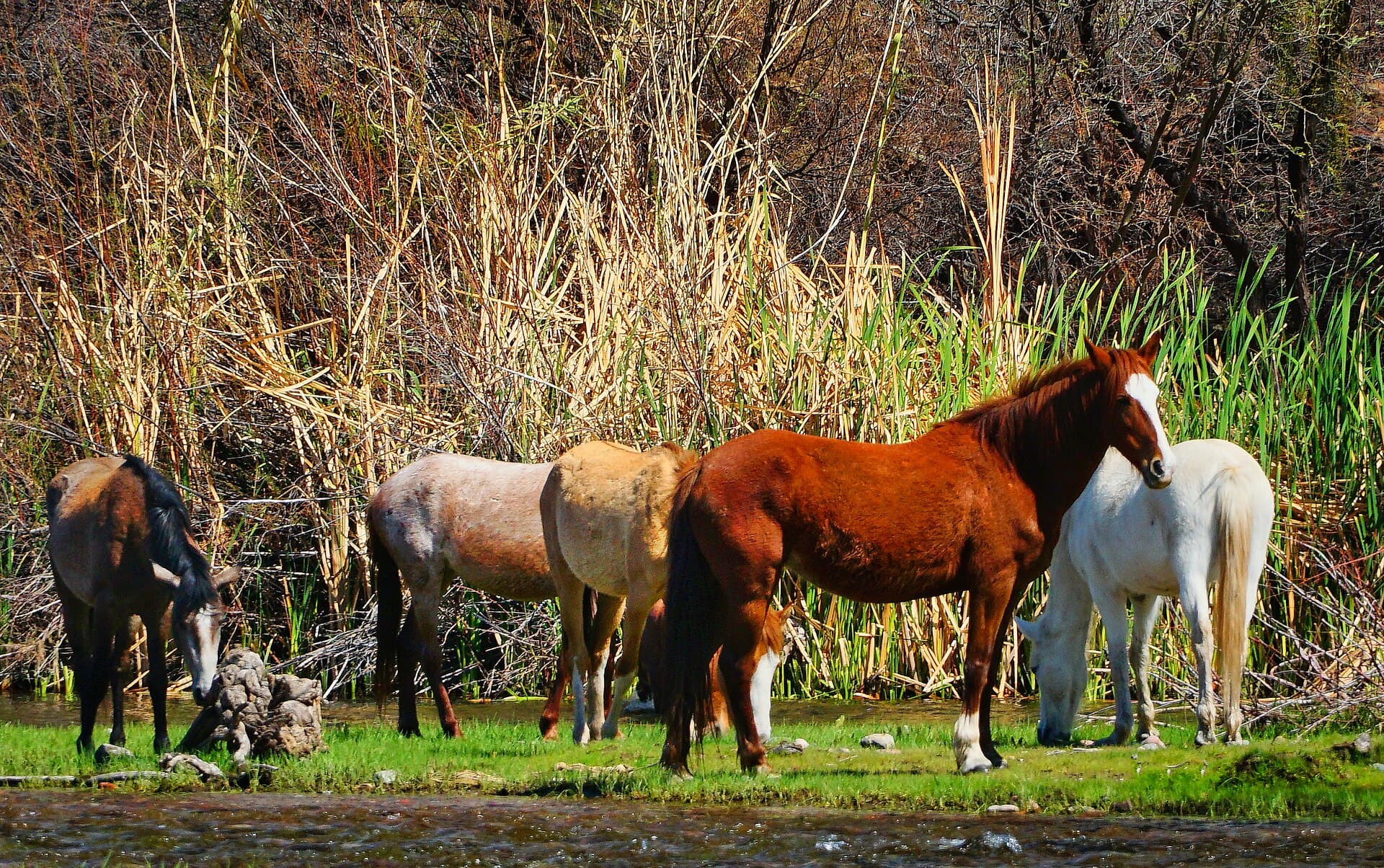 Salt River wild horses (Coon Bluff)