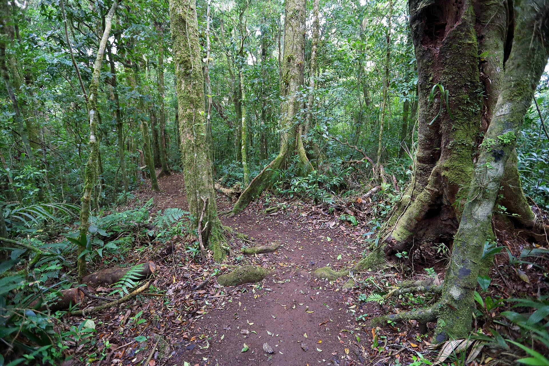 Curi-Cancha Reserve
