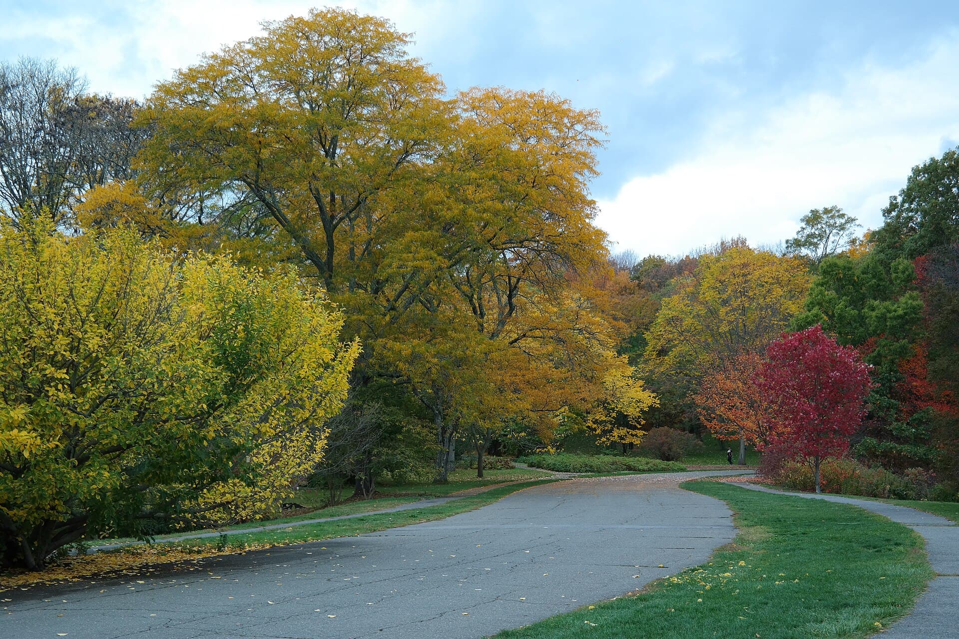 Arnold Arboretum
