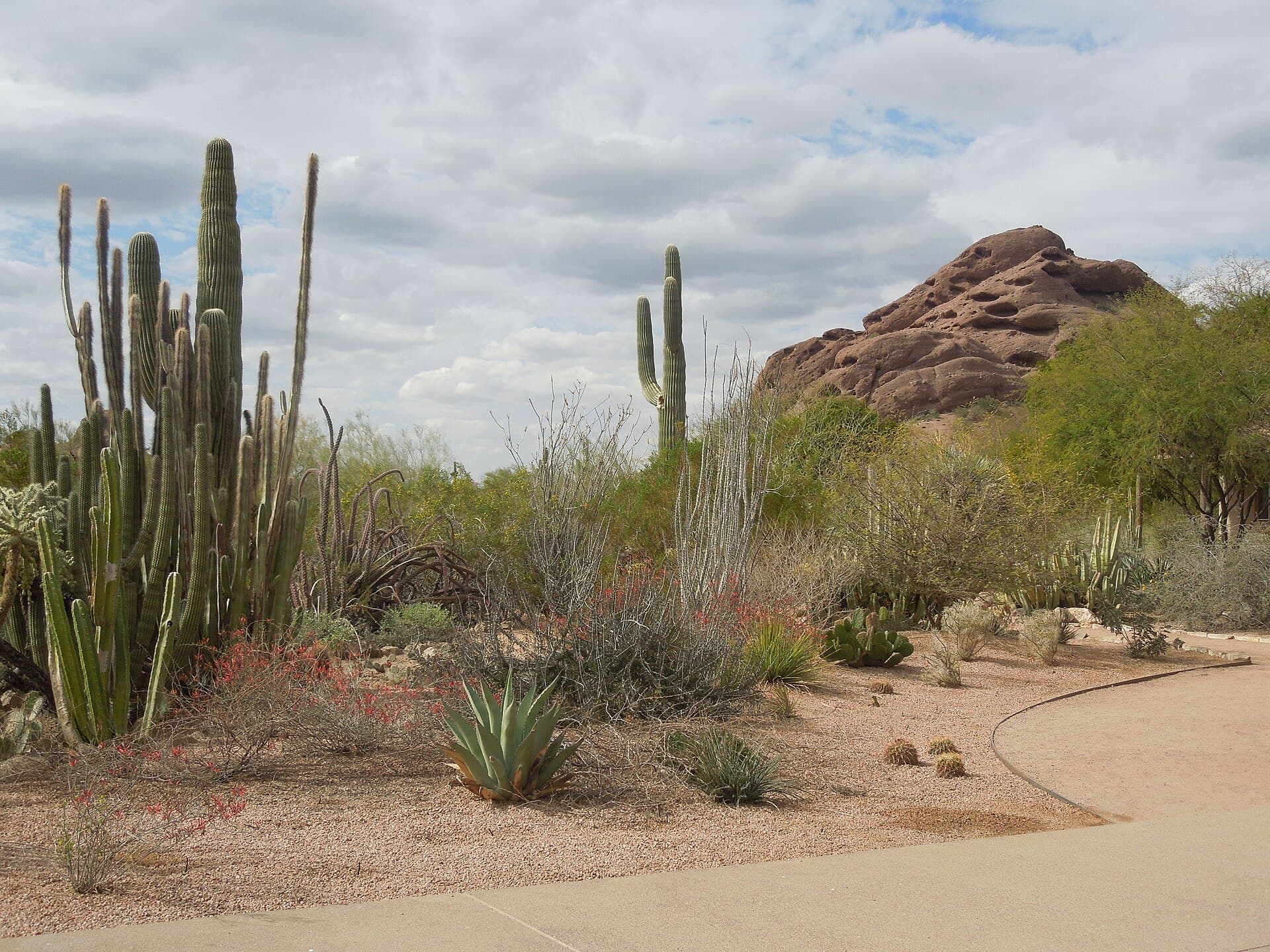 Desert Botanical Garden