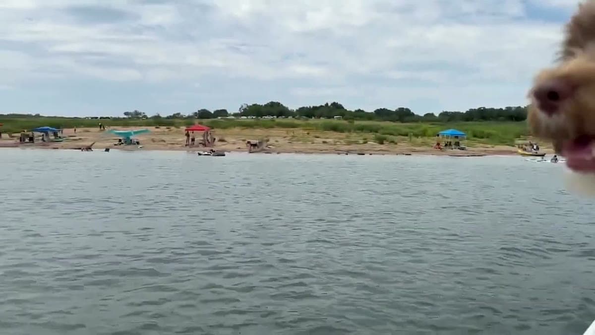 A wide Texas lake with pop-up canopies along a sandy shoreline, a fluffy dog's face photobombing the edge of the frame