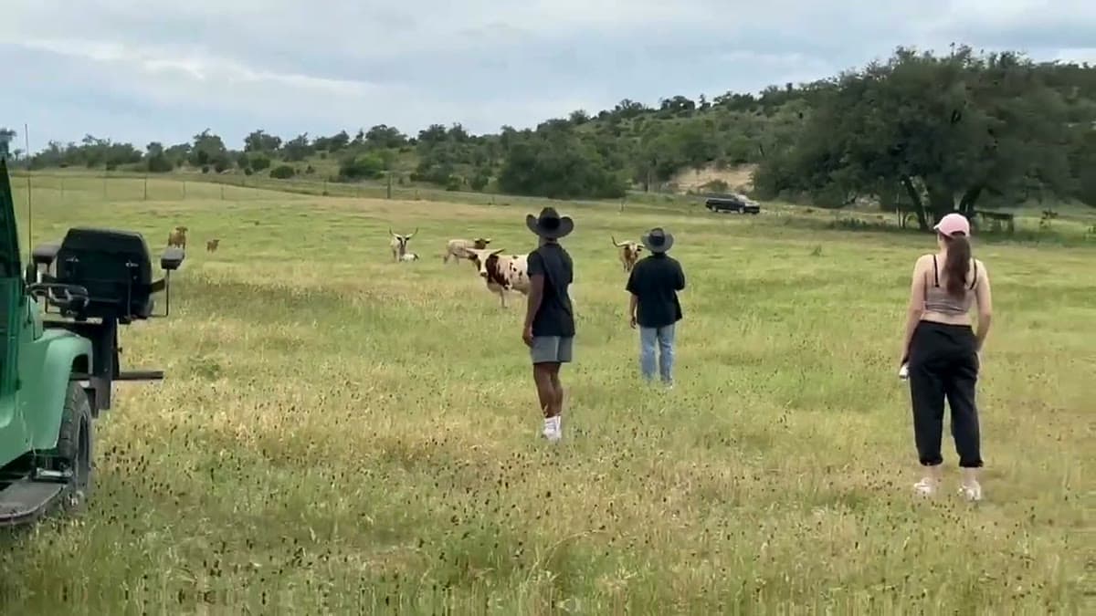 Uche in a cowboy hat walking across a pasture toward longhorn cattle and exotic game animals, a safari-style truck to the side